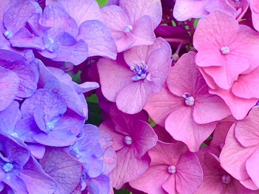 IMG_1036.jpg?type=w966