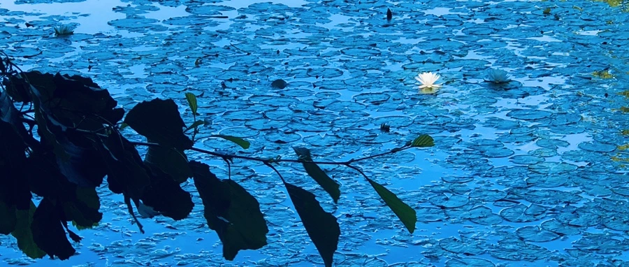 IMG_2253.jpg?type=w966