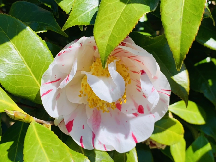 IMG_8186.jpg?type=w966