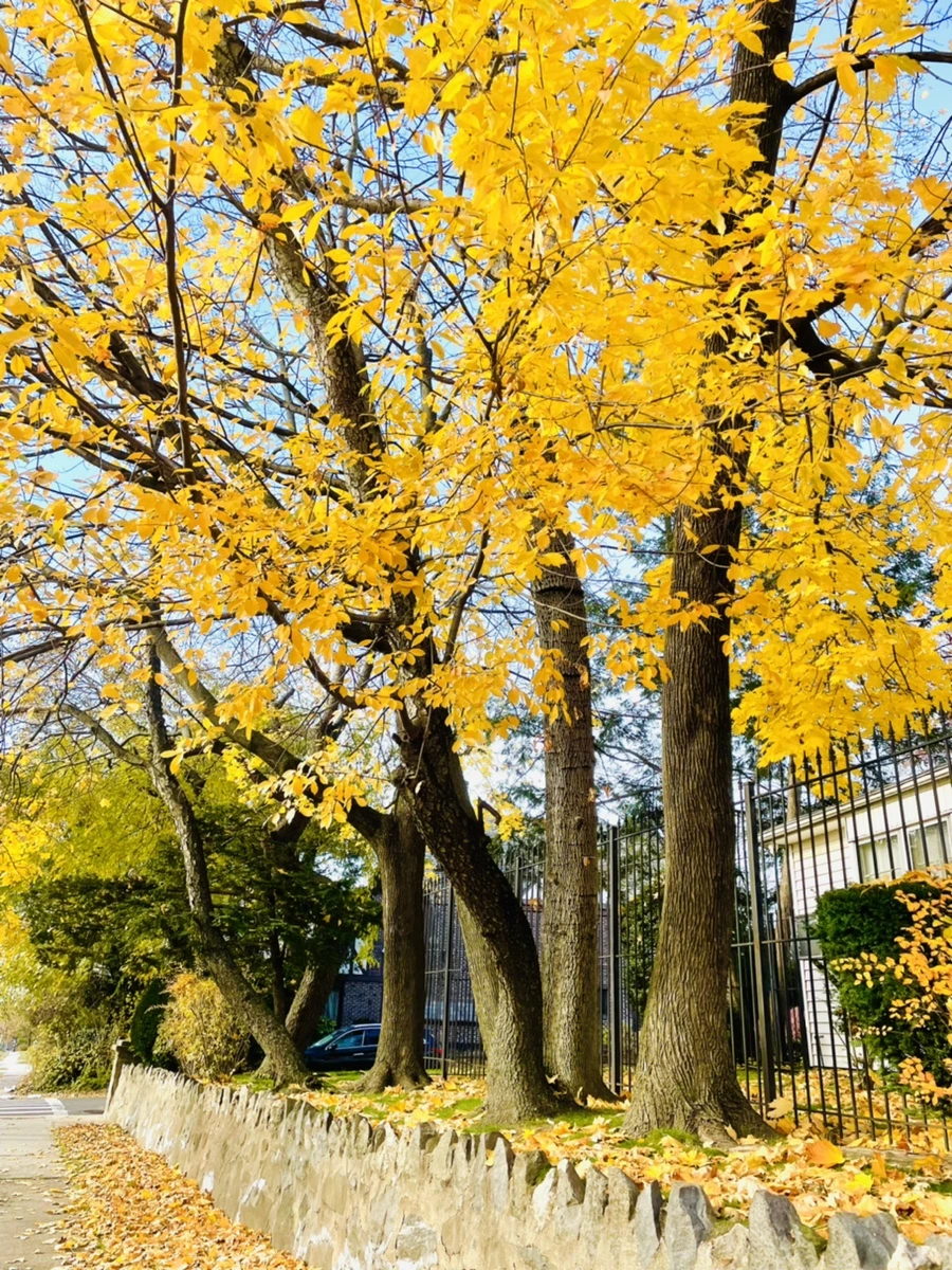 IMG_6061.jpg?type=w966