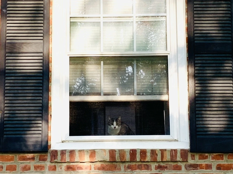 IMG_5048.jpg?type=w966