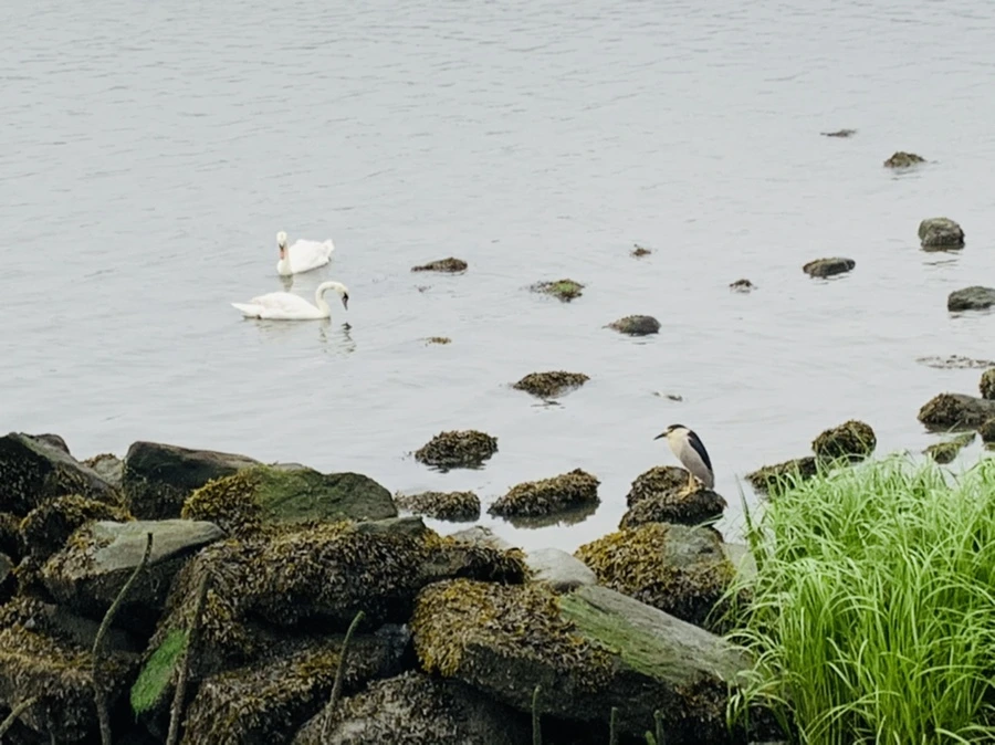 IMG_5152.jpg?type=w966