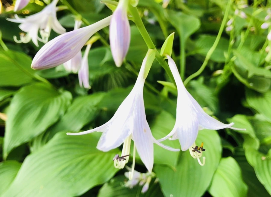 IMG_1862.jpg?type=w966