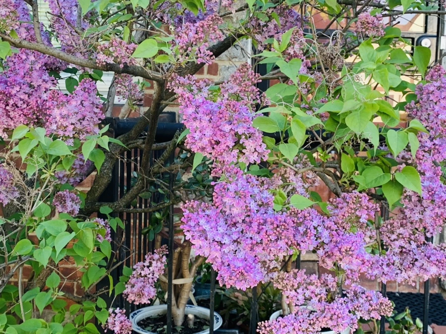 IMG_3493.jpg?type=w966