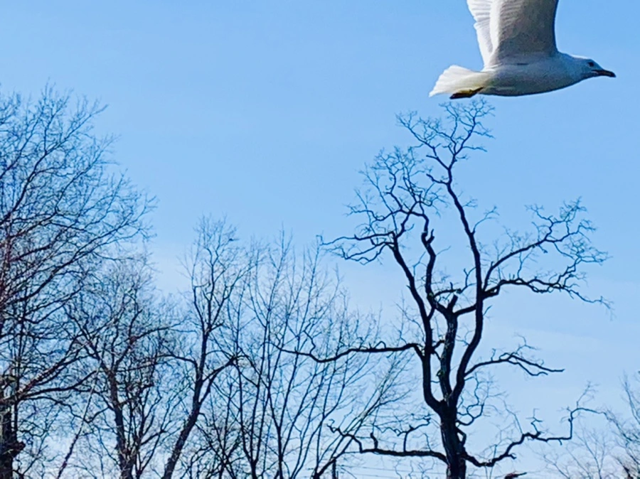 IMG_9305.jpg?type=w966