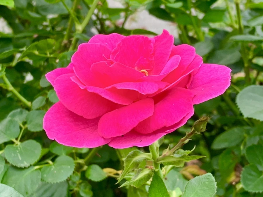 IMG_2699.jpg?type=w966