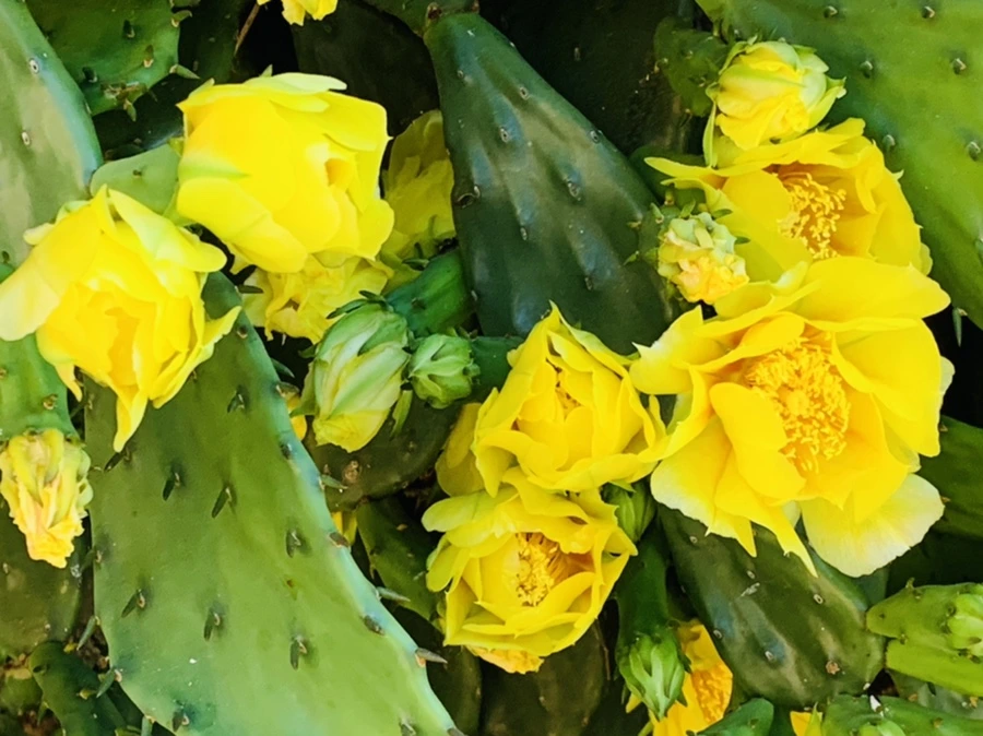 IMG_4351.jpg?type=w966