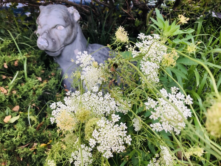 IMG_4867.jpg?type=w966