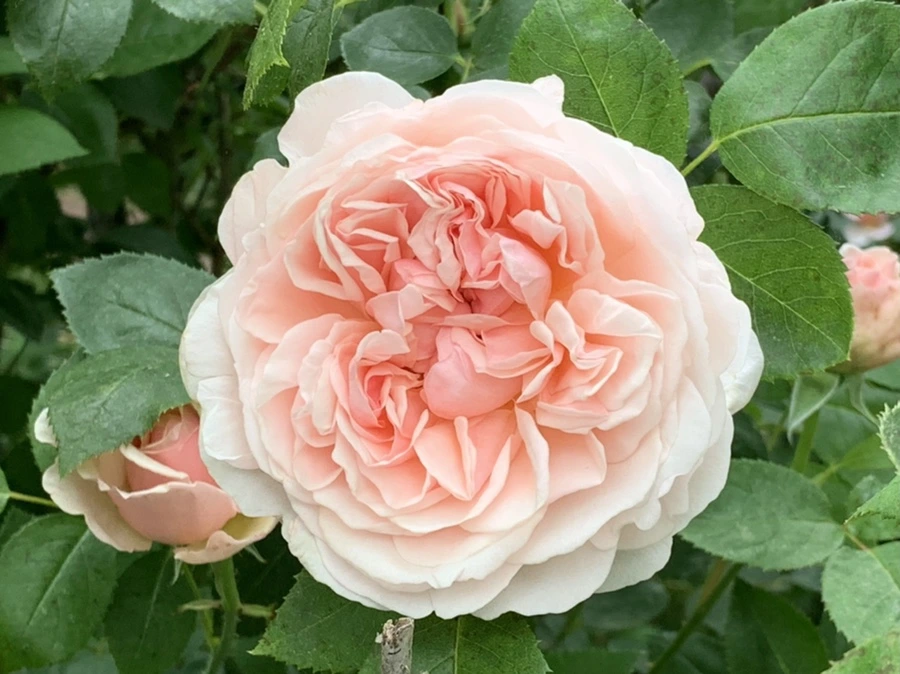 IMG_6024.jpg?type=w966