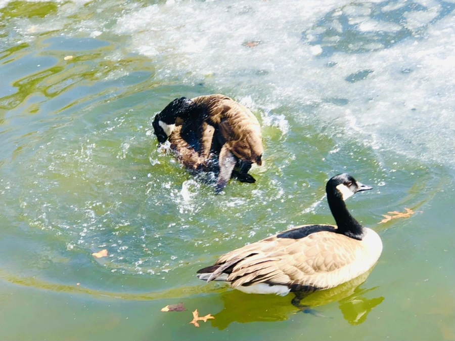 IMG_5113.jpg?type=w966