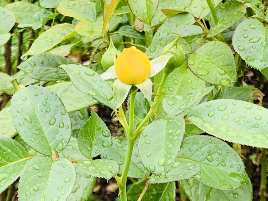 IMG_0964.jpg?type=w966