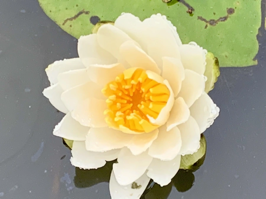 IMG_7686.jpg?type=w966