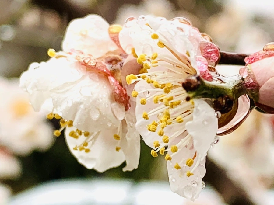 IMG_1928.jpg?type=w966