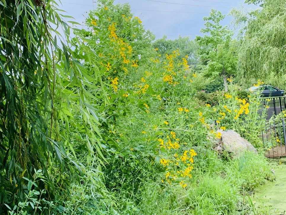 IMG_1294.jpg?type=w966