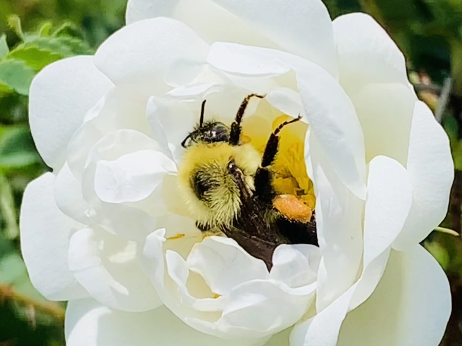 IMG_4350.jpg?type=w966