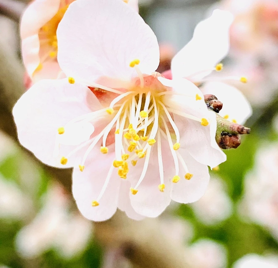 IMG_1685.jpg?type=w966