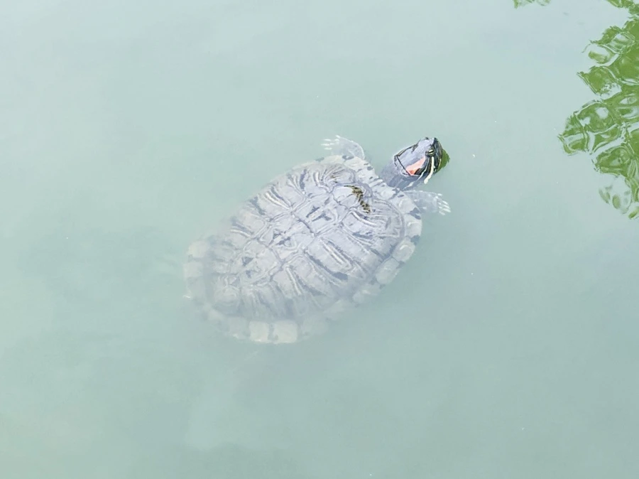 IMG_0979.jpg?type=w966