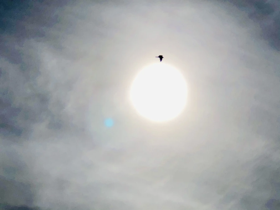 IMG_3124.jpg?type=w966