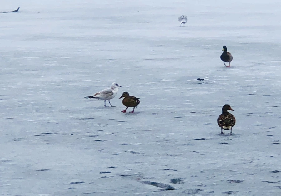 IMG_5748.jpg?type=w966