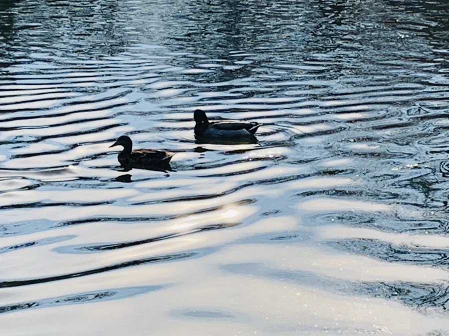 IMG_0349.jpg?type=w966