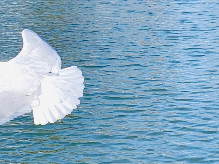 IMG_9325.jpg?type=w966