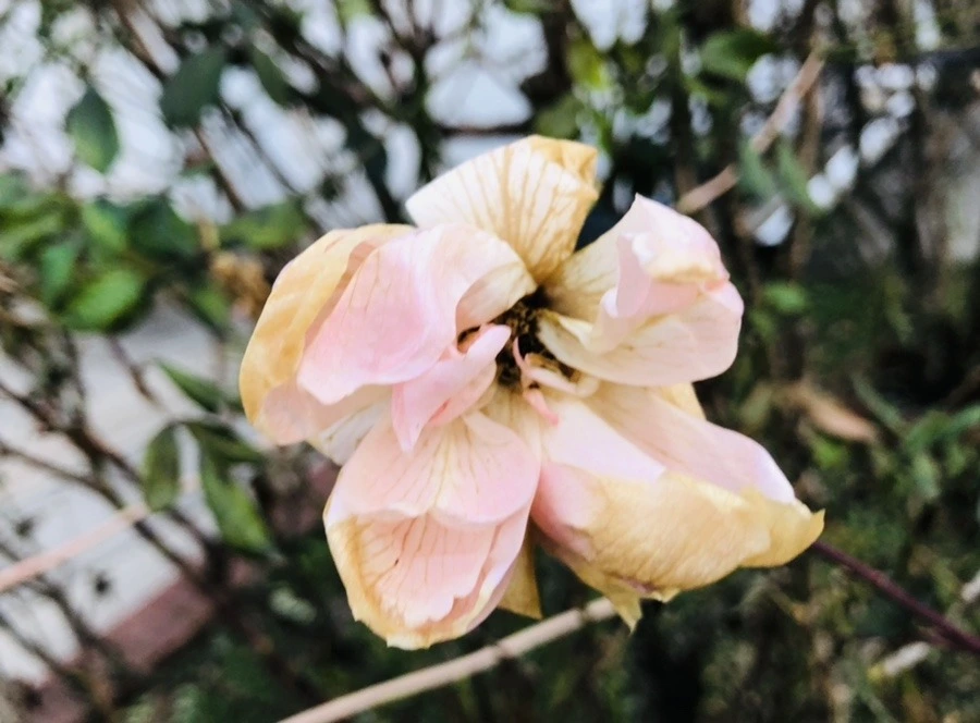 sRb58bImTKhOxqGHynwz4XQwPLs