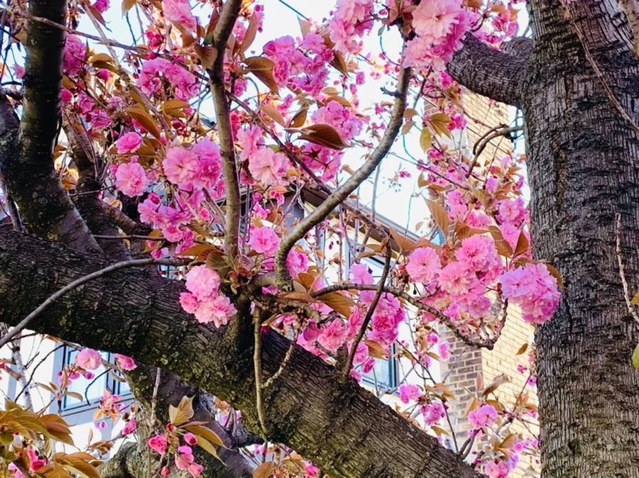 IMG_4193.jpg?type=w966