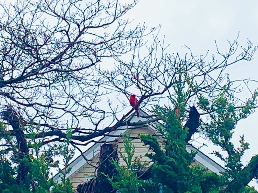 IMG_6129.jpg?type=w966