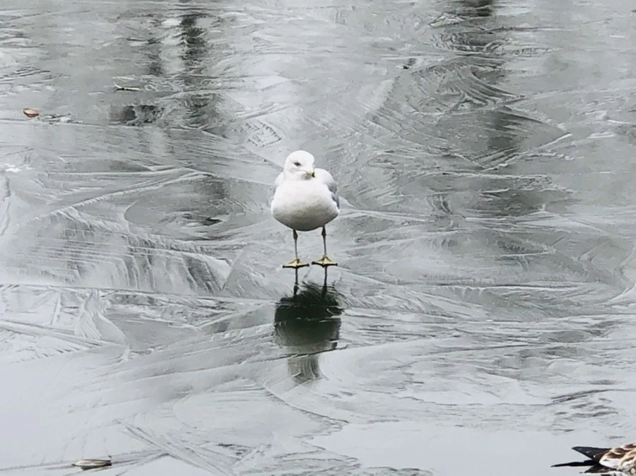 IMG_8975.jpg?type=w966