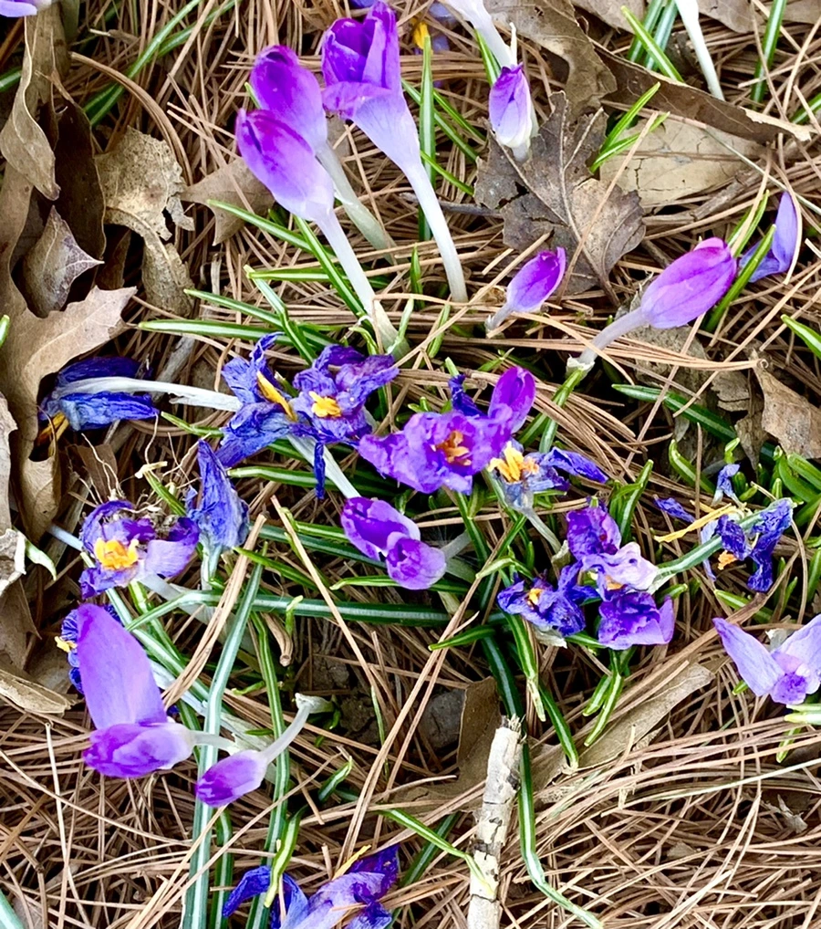 IMG_1424.jpg?type=w966