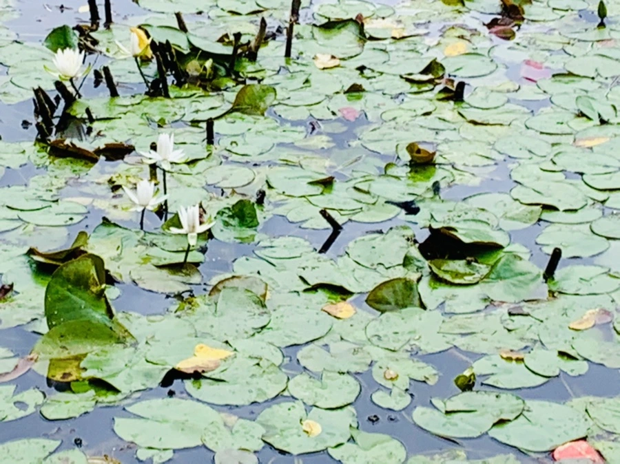 IMG_9112.jpg?type=w966