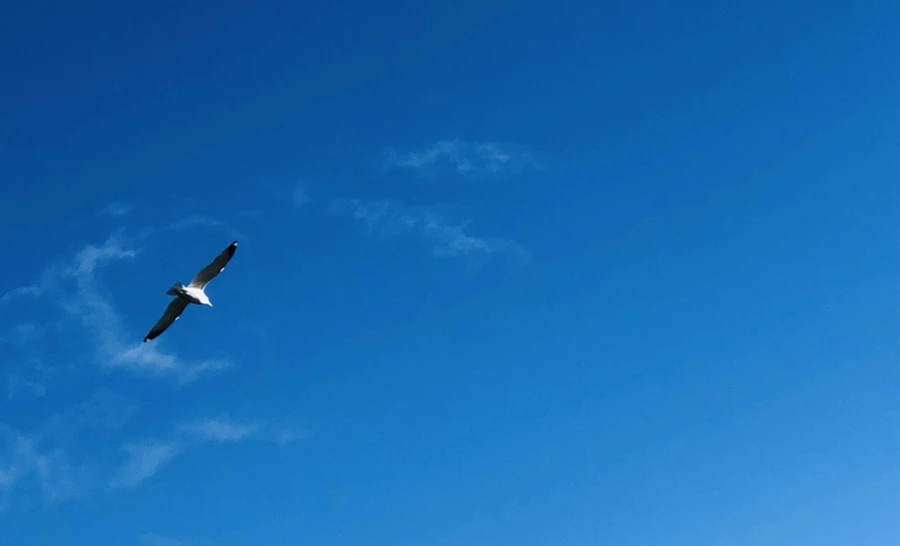 IMG_1253.jpg?type=w966