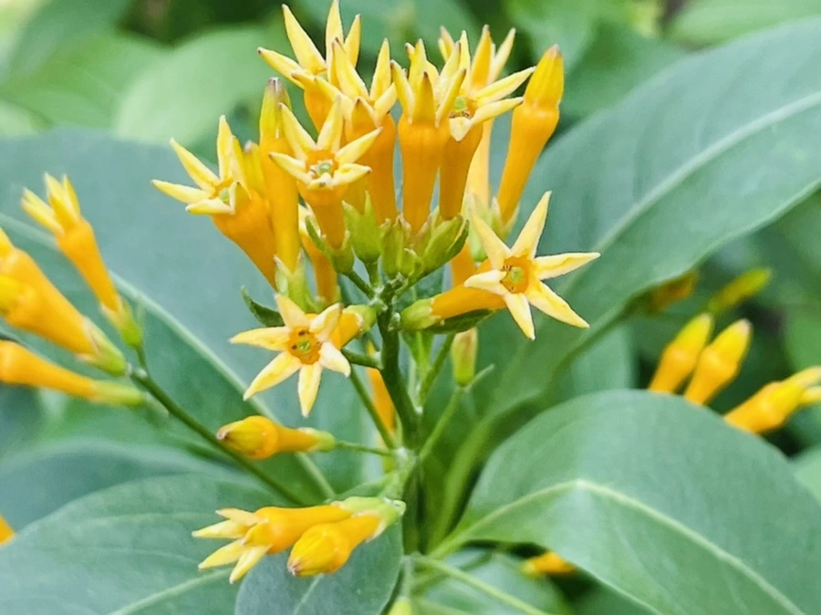 IMG_5240.jpg?type=w966