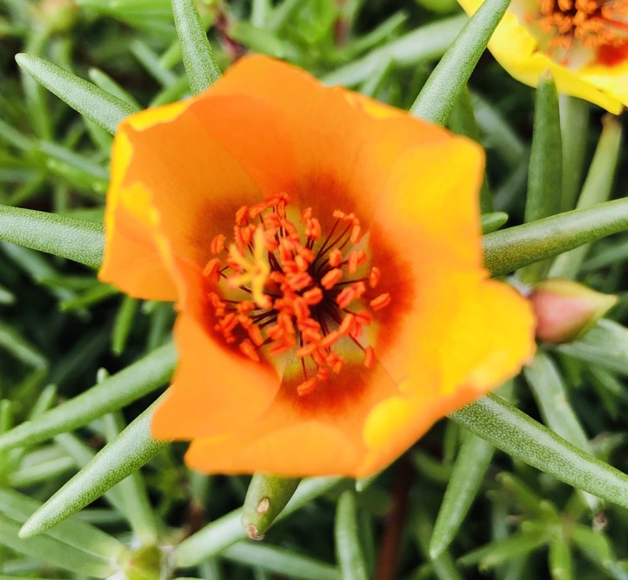 IMG_1470.jpg?type=w966