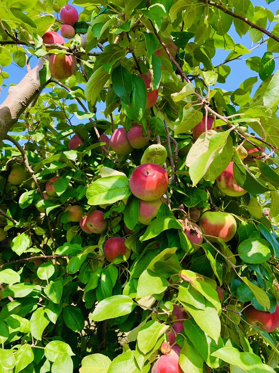 IMG_0464.jpg?type=w966