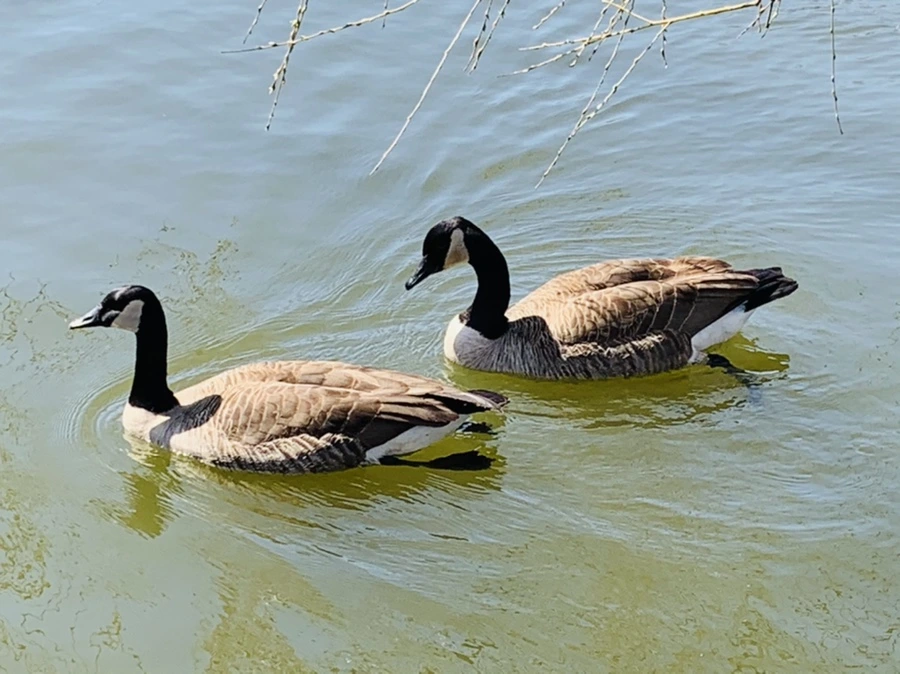 IMG_3108.jpg?type=w966