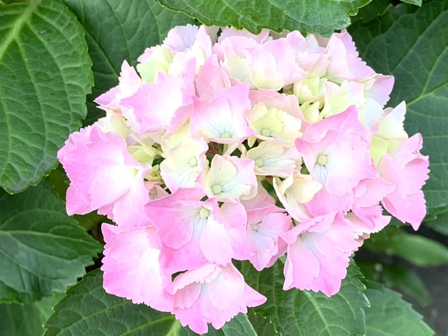 IMG_5199.jpg?type=w966