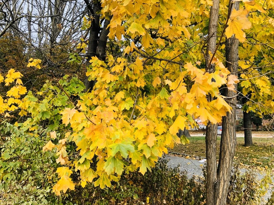 IMG_2046.jpg?type=w966