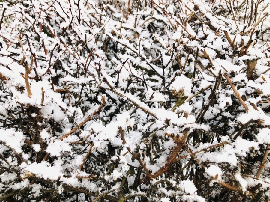 IMG_4455.jpg?type=w966