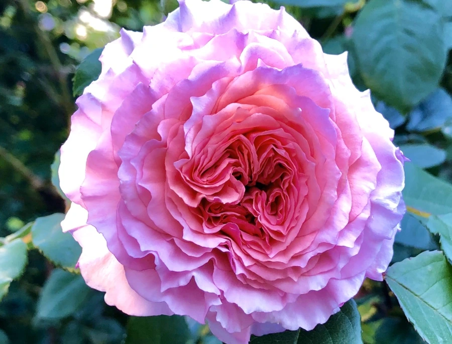 IMG_7703.jpg?type=w966