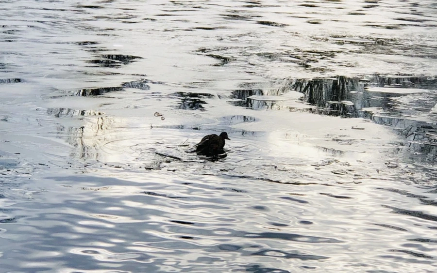 IMG_5030.jpg?type=w966