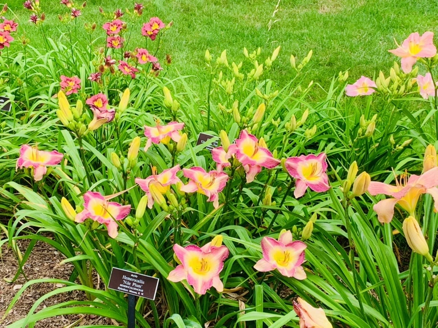 IMG_2606.jpg?type=w966