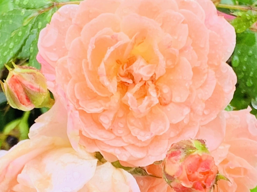 IMG_3751.jpg?type=w966