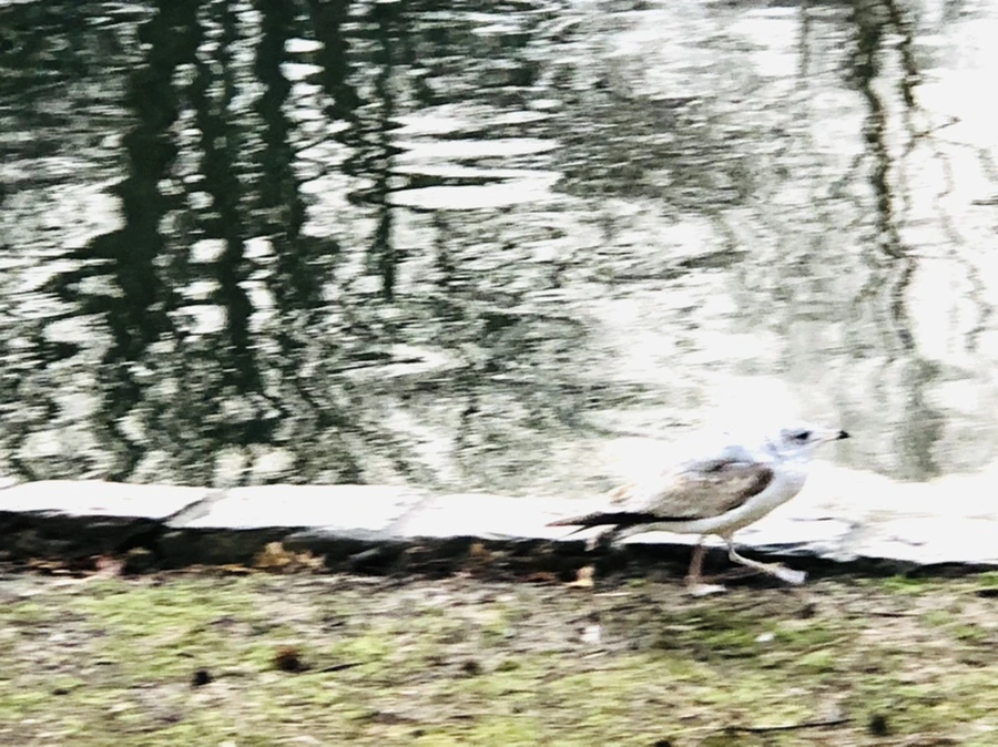 IMG_9135.jpg?type=w966