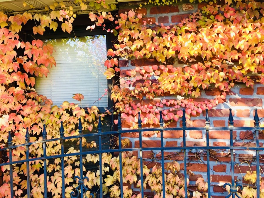 IMG_4688.jpg?type=w966