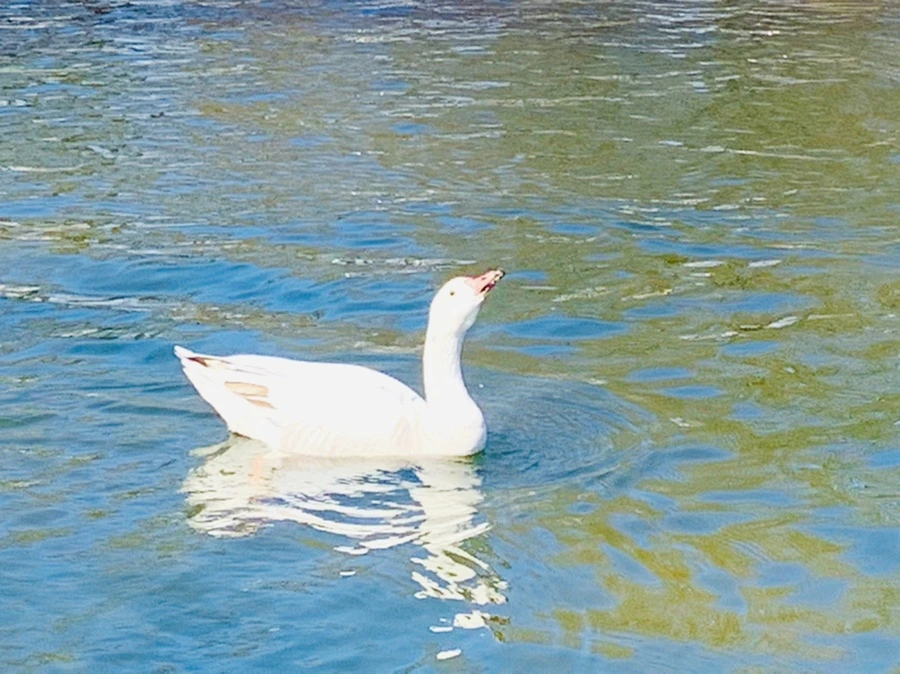 IMG_9942.jpg?type=w966