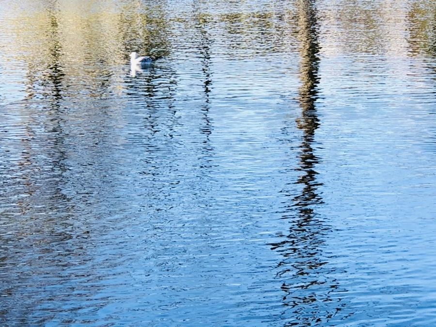 IMG_9747.jpg?type=w966