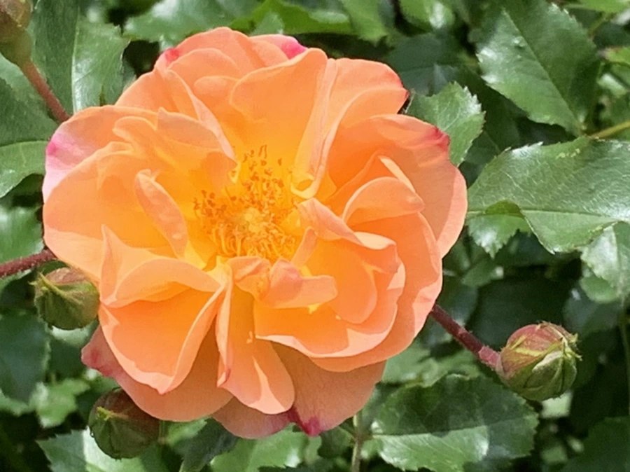 IMG_8545.jpg?type=w966