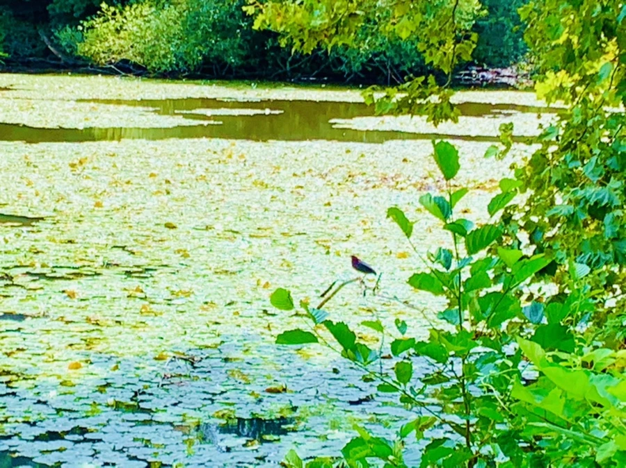 IMG_9341.jpg?type=w966