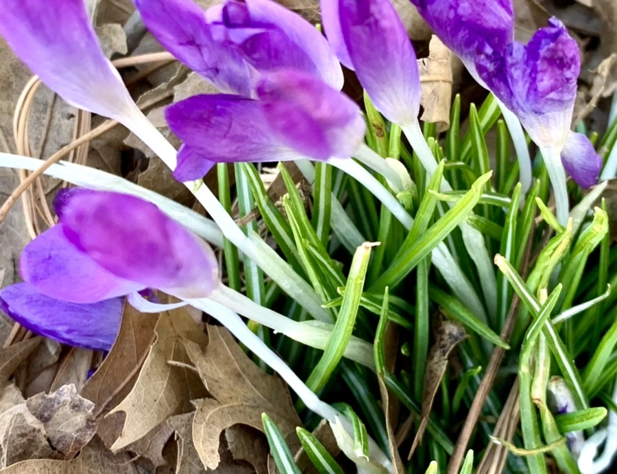 IMG_1436.jpg?type=w966